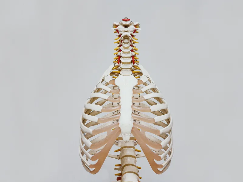 How X-Rays works at Heights Chiropractic Center